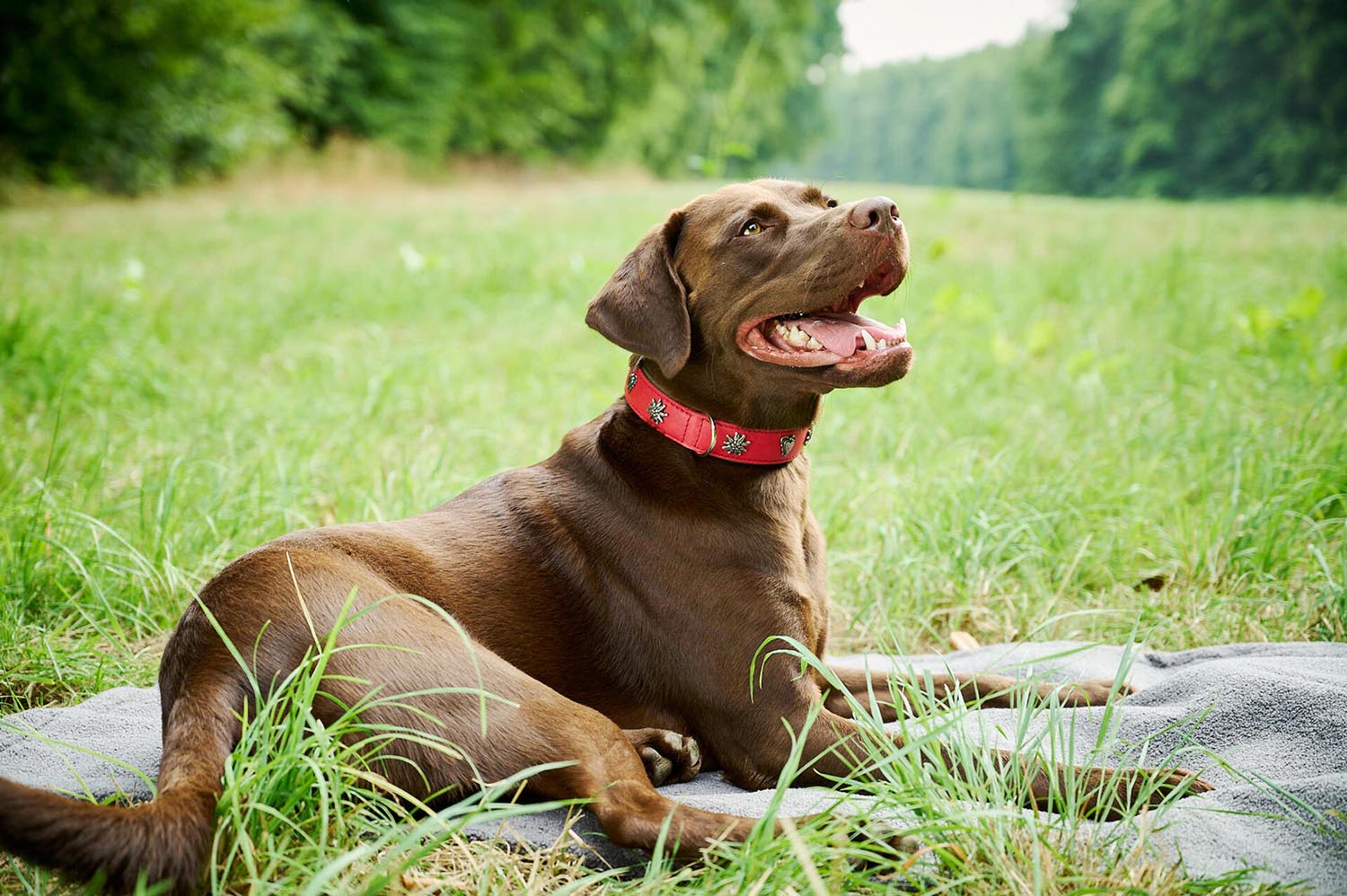 Erleben Sie das elegante LABONI Halsband Edelweiss rot-grün XL für große Hunde. Mit edlen Verzierungen und optimalem Tragekomfort ist es das perfekte Accessoire.
