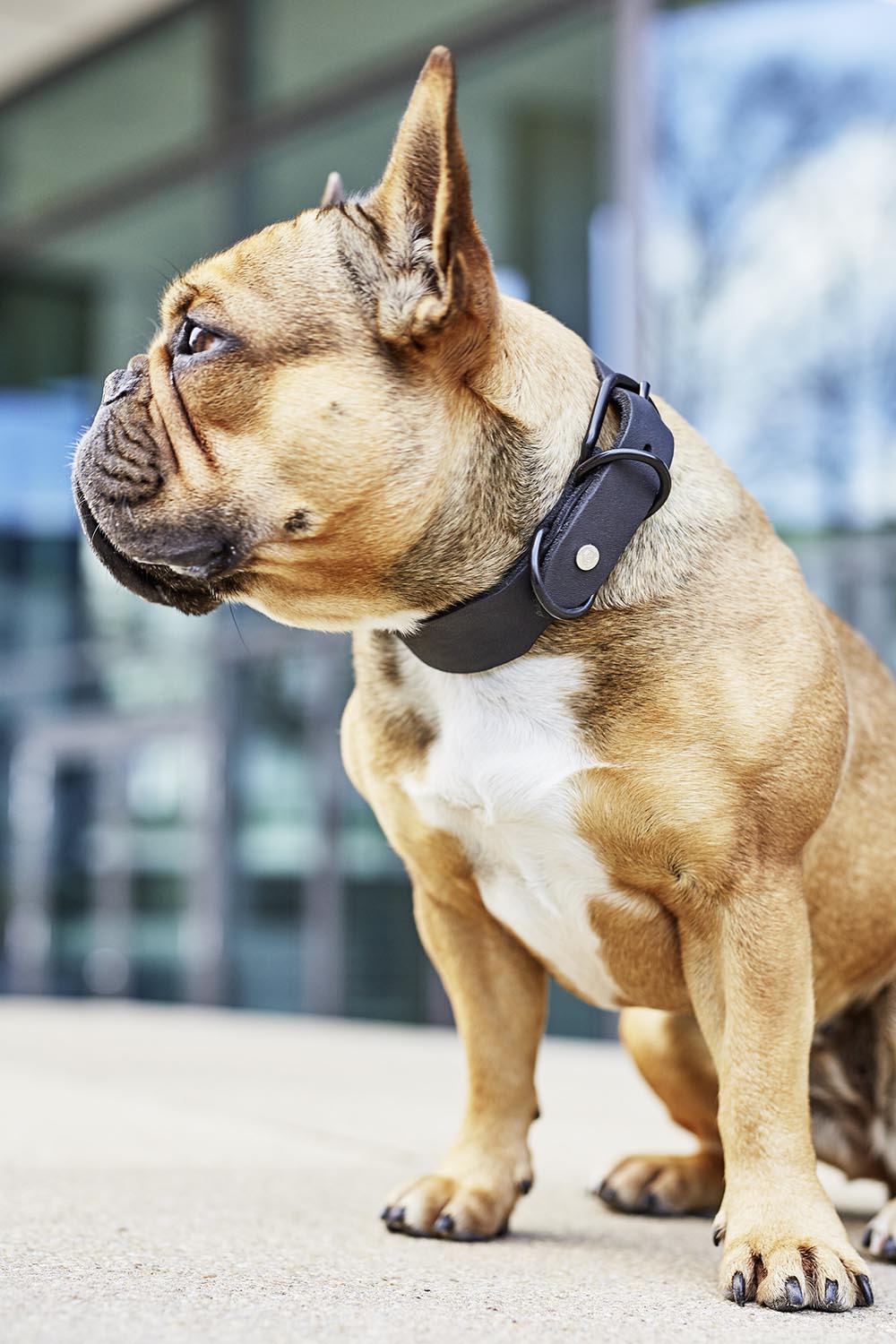 Das LABONI Halsband Giro M in Mokka bietet stilvolle Eleganz und robustes Leder für höchsten Tragekomfort und Langlebigkeit. Ideal für aktive Hunde.