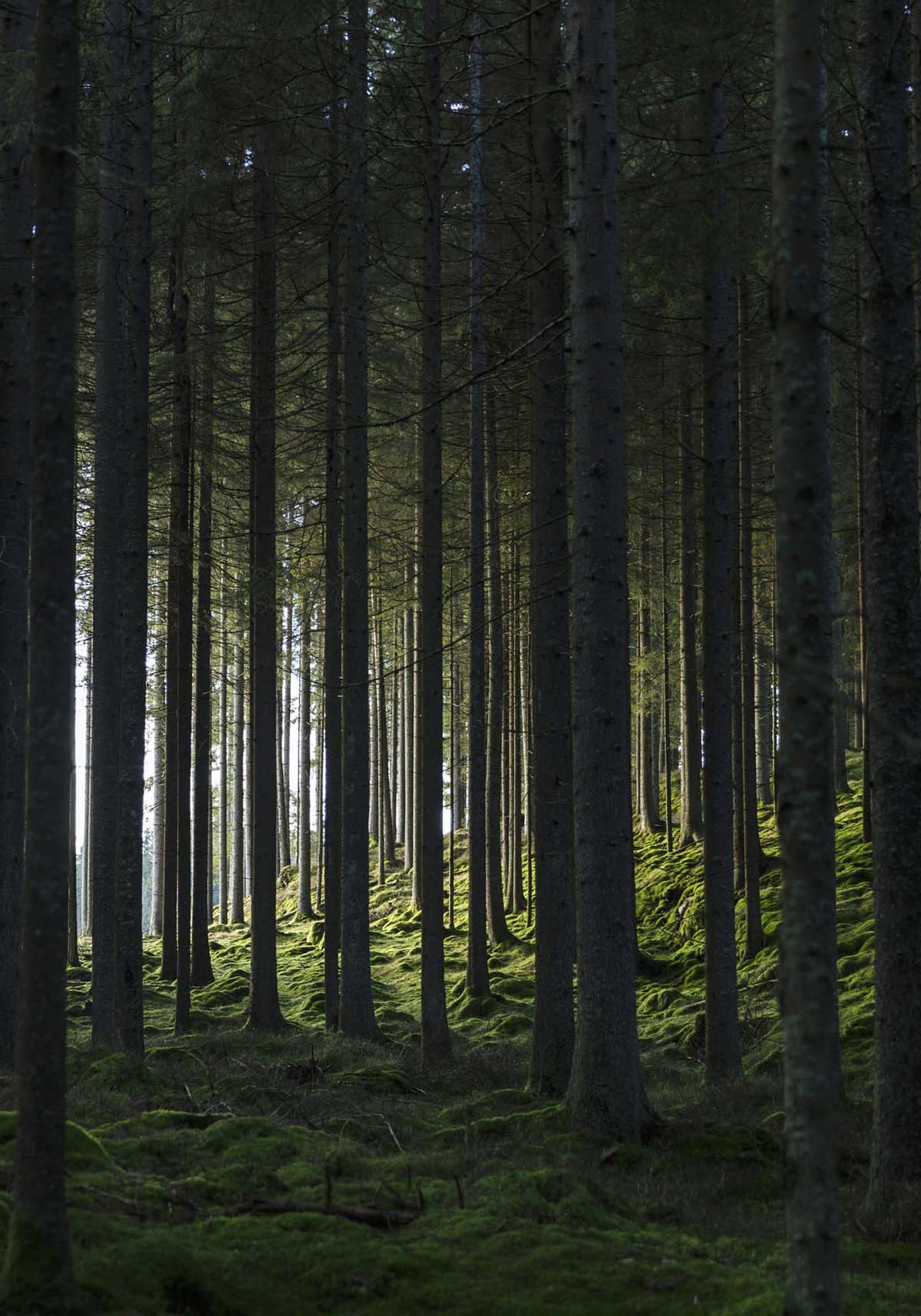 Woods Poster: Holen Sie sich die Ruhe des Waldes in Ihr Wohnzimmer.