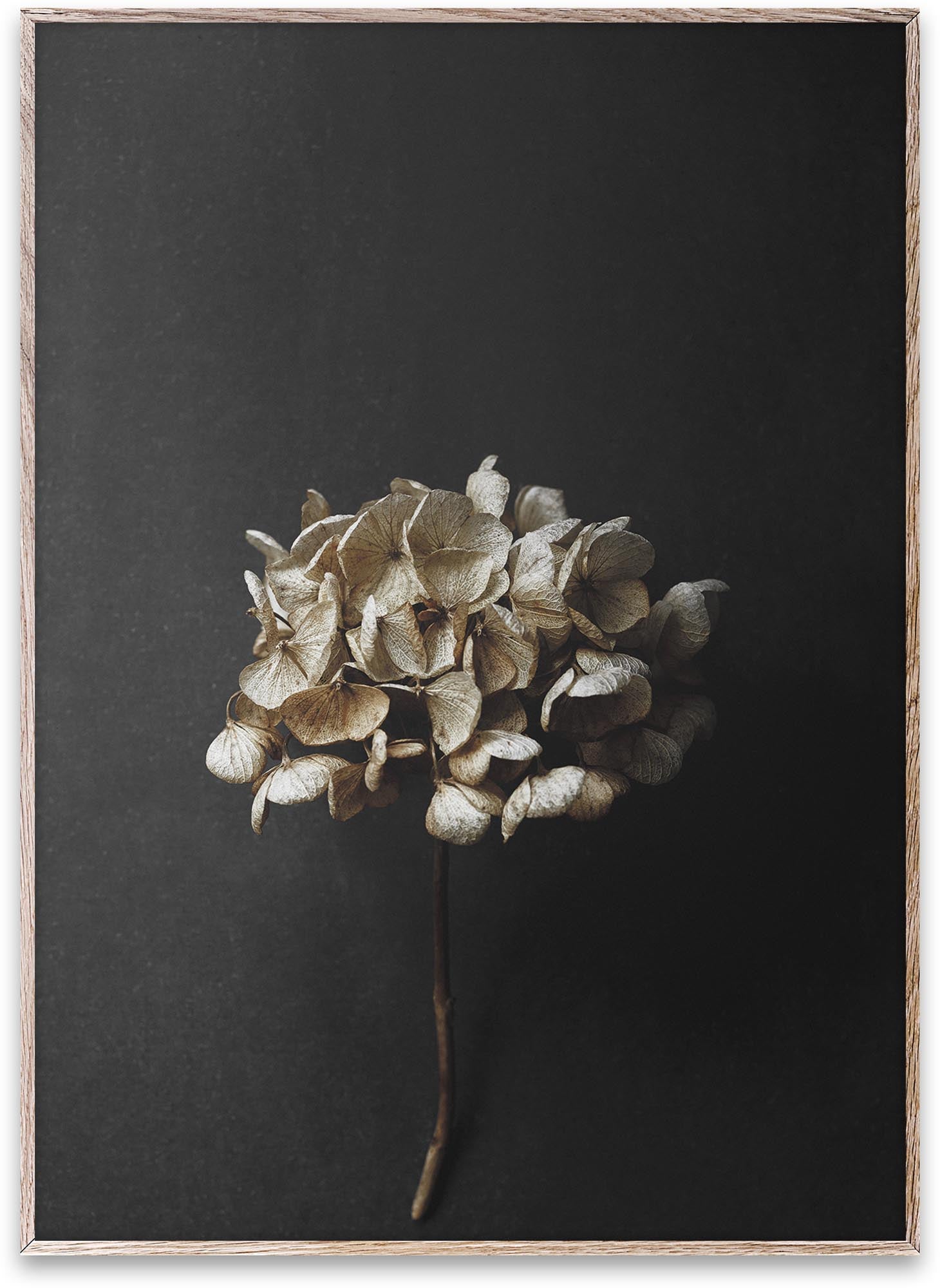 Still Life 04 von Paper Collective: Ein stilvoller Kunstdruck, der jedem Raum eine kreative Note verleiht und zum Träumen einlädt.