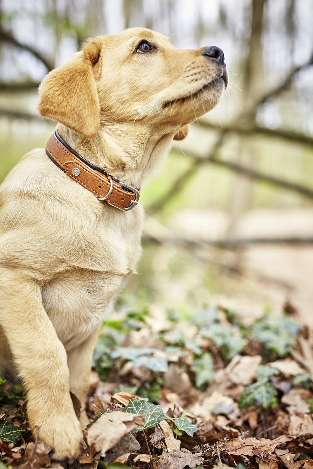 Verleihen Sie Ihrem Hund mit dem LABONI Halsband Nappa Amici Cognac XL einen Hauch von Luxus. Weiches Nappaleder, perfekte Passform und elegante Details.