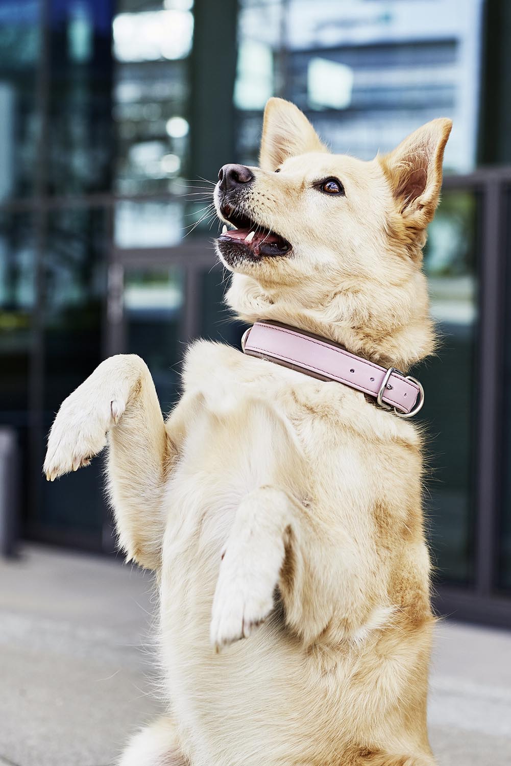 Erleben Sie das LABONI Nappa Amici S Halsband, ein luxuriöses Nappaleder-Halsband für kleine Hunde, das höchsten Komfort und stilvolle Eleganz bietet.