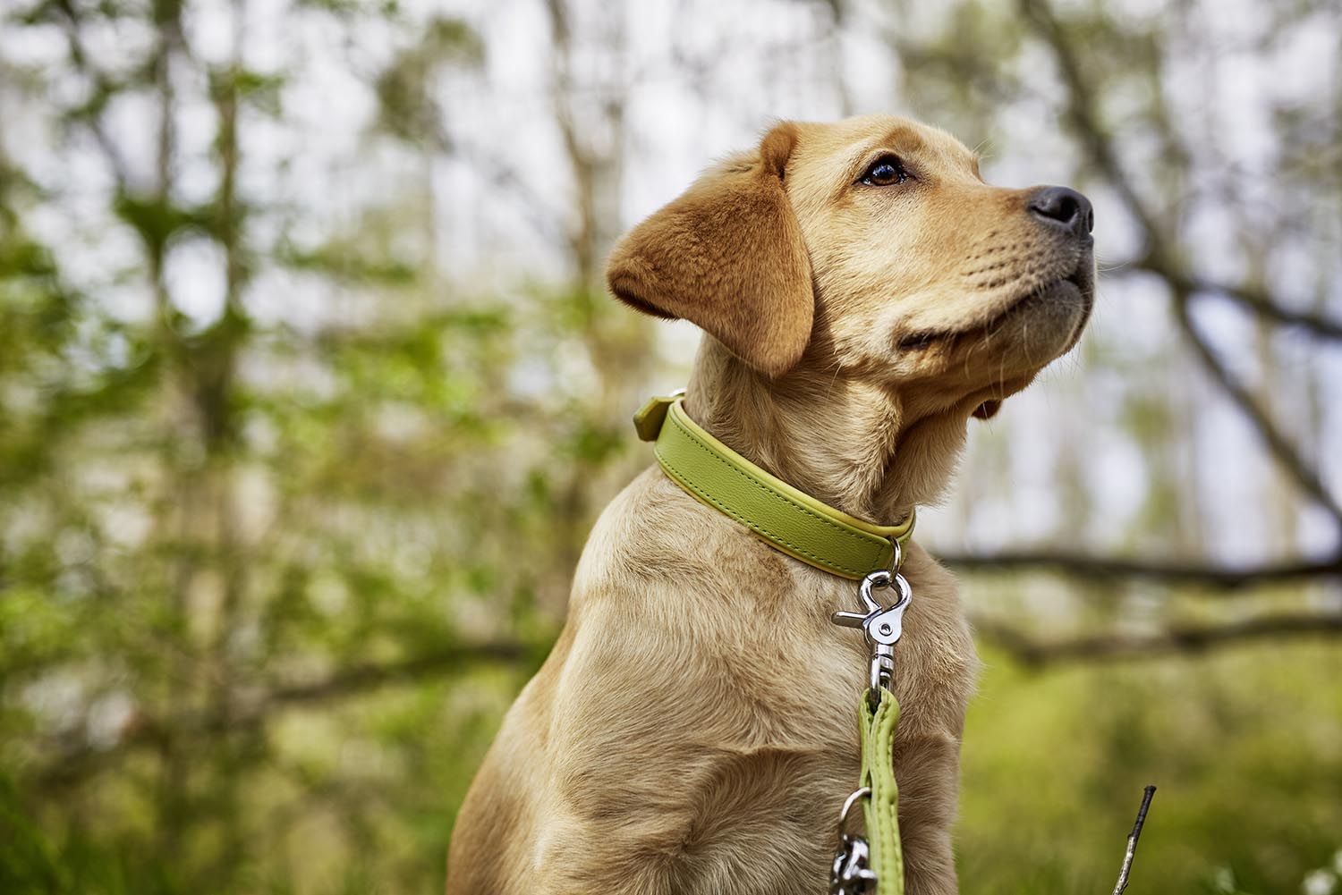 Elegantes LABONI Halsband Nappa Amici in Cognac für Hunde, aus hochwertigem Nappaleder, ideal für stilbewusste Vierbeiner.