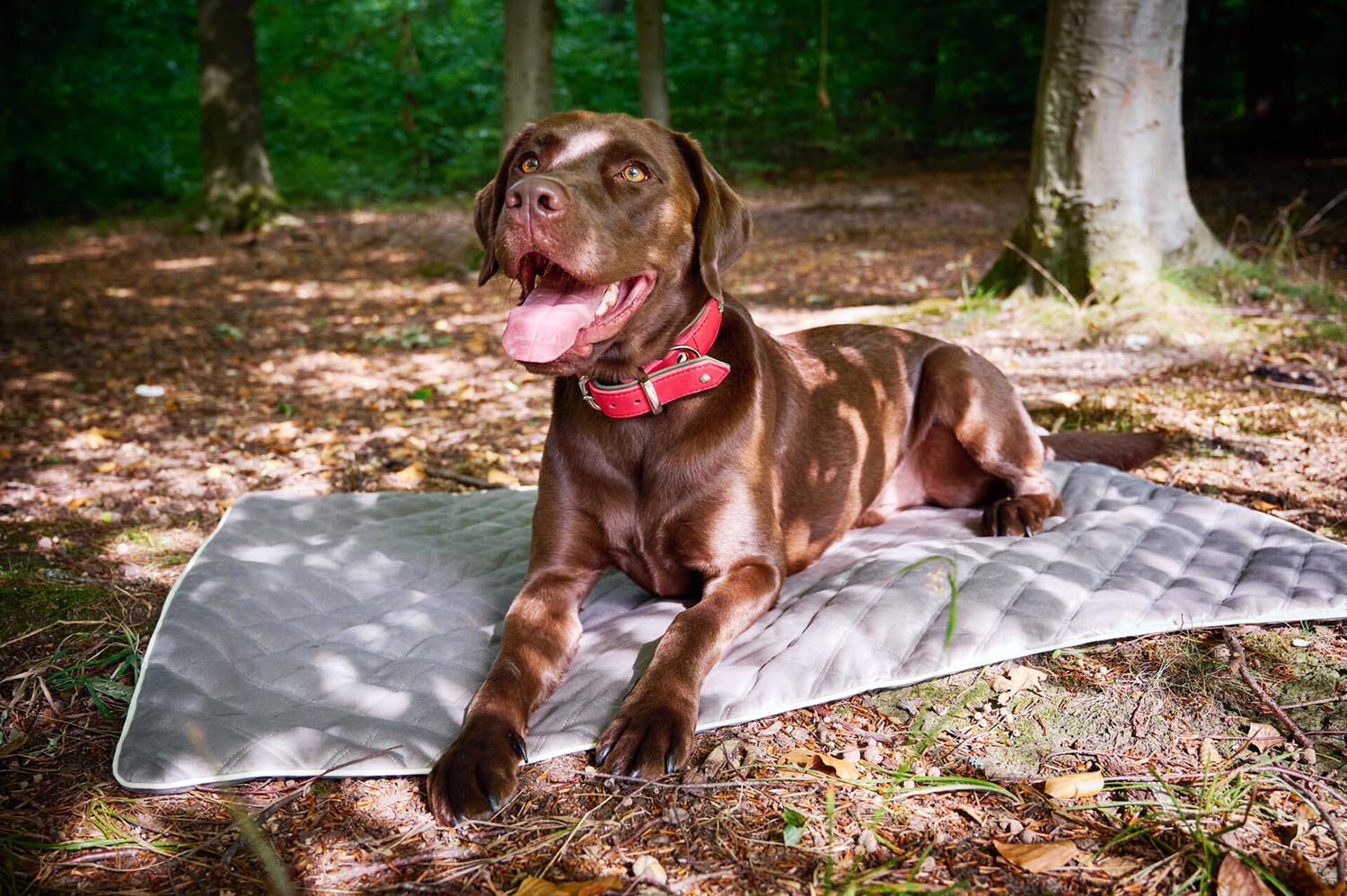 Die LABONI Decke Oxford Olive S vereint stilvolles Design mit optimalem Komfort für kleine Hunde. Strapazierfähig, pflegeleicht und perfekt für Zuhause oder unterwegs!